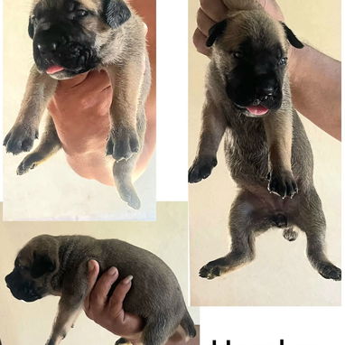 CACHORROS CANE CORSO CON PEDEGREE - 5/10