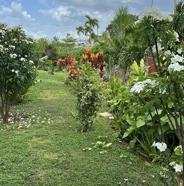 Se busca urgente pareja de campesinos para trabajar en una finca - Img 99520282