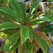 Plantas medicinales, aromáticas, frutales, vegetales, ornamentales y otras variedades. - Img 52584371