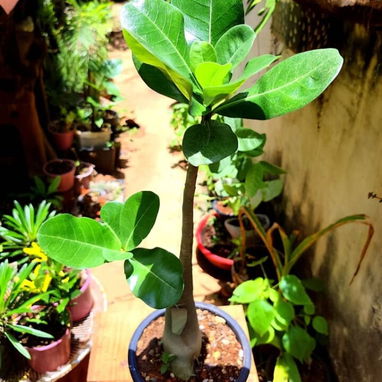 Adeniums, tu rosa del desierto en casa 🏡 - 9/10