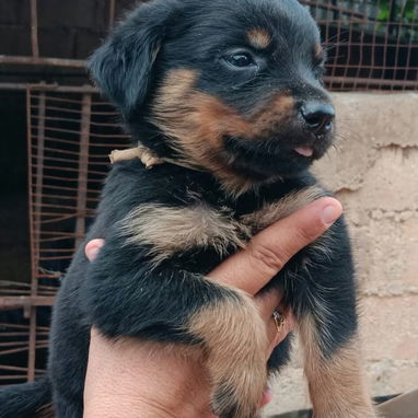 ROTTWEILER,ambos sexos,en 350 USD o equivalente en moneda nacional,TENGO MENSAJERÍA,tienen 50 días y están desparacitado - 2/10