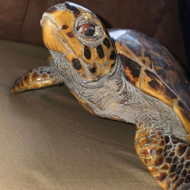 Tortuga Carey (disecada) - Img 117144079