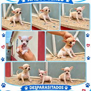 🐾💙🐶 ¡CHIHAHUAS AMBOS SEXOS! ❤️🐶 BETTY MASCOTAS WHATSAPP 52506841 💙🐾 - Img 56890734