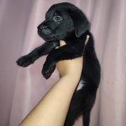 Cachorros - Img 56246890