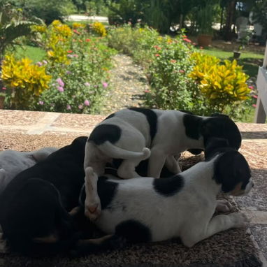Cachorro de perro raronero - 4/4
