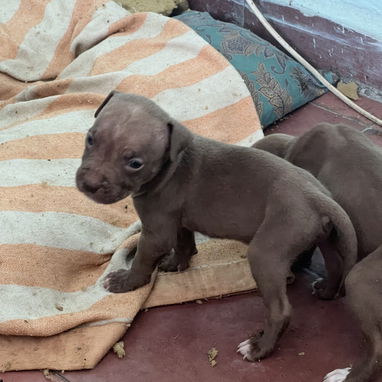 Pitbull - Img 124438420