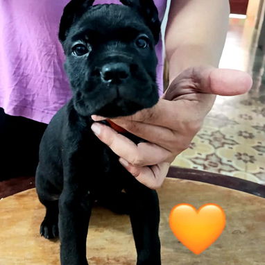 CANE CORSO CON PEDIGREE Y MENSAJERÍA GRATIS - Img 126922741