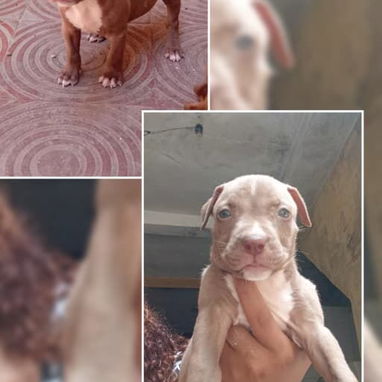 PITBULL,hembras,en 150 USD o equivalente(ACEPTO TRANSFERENCIA)TENGO MENSAJERÍA,tienen 48 días y están desparacitados - Img 123315191