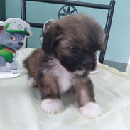 Cachorritos shih-tzu - Img 55622715