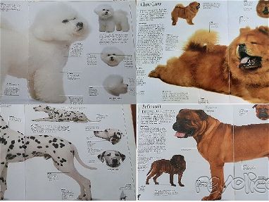 Libro con ilustraciones a color de diferentes razas de perros - Img 68347236