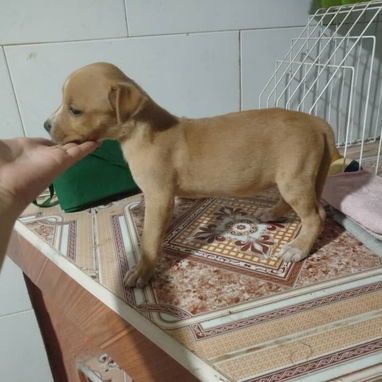 PITBULL,de ambos sexos,en 120 USD o equivalente en moneda nacional,TENGO MENSAJERÍA,tienen 48 días y están desparacitado - 7/10