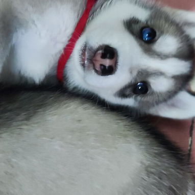 Husky Siberianos - Img 125633356