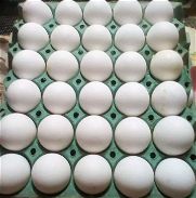 Cajas de huevos - Img 45893415