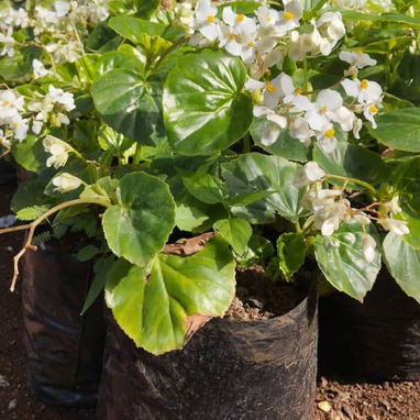 Venta plantas ornamentales - Img 119199644