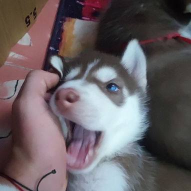 Husky Siberianos - Img 125633339
