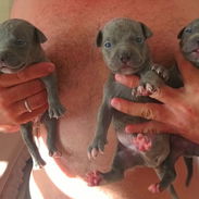 *Pitbull* ♂️Machos 🩶Color Blu(gris) 📌*Se entrega:* 🗓️El 28/oct,con 35 días de nacidos. 📋 Historia clínica 💊D - Img 58379414