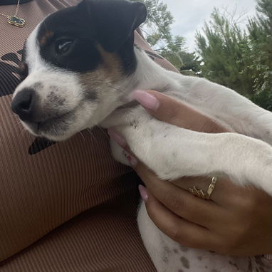 Cachorros de perro ratonero - 3/7