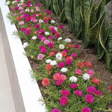 Trabajo en jardinería - 6/10