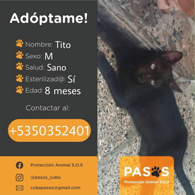 🐱💕 GATICOS EN ADOPCIÓN – BETTY MASCOTAS BETTY MASCOTAS WHATSAPP 52506841 💕🐱 - 2/3