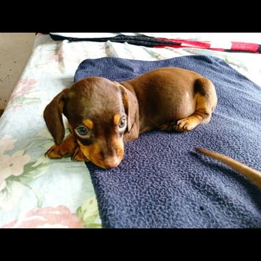 Si lo que buscas es una buena compañía todos disponibles pitbull, Chihuahua, bulldog francés, shitzu, pastor 53818081 - Img 125829090