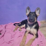 🐾 PASTOR ALEMAN HEMBRA DISPONIBLE BETTY MASCOTAS WHATSAPP 52506841 🐾 - Img 56173691