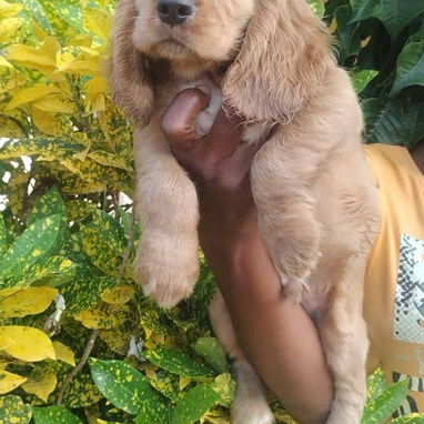 Cachorro Cocker Spinel - 8/8