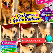 ✨🐾 ¡LINDA CAMADA DE GOLDEN RETRIEVER! BETTY MASCOTAS WHATSAPP 52506841 🐾✨ - Img 55649745