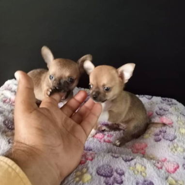SHIHUAHUAS,macho,en 180 USD o equivalente,TENGO MENSAJERÍA,tiene 38 días y está desparacitado. - 4/7
