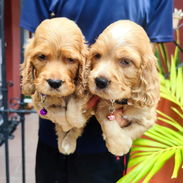 Hermosos Cachorros Cocker Spaniel❤️❤️❤️⭐⭐⭐⭐ - Img 55950792