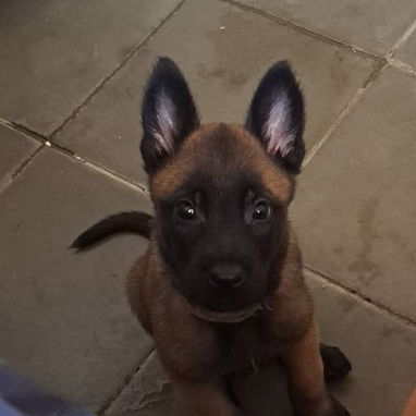 ((( PASTOR BELGA MALINOIS AMBOS SEXOS BETTY MASCOTAS WHATSAPP 52506841 ))) - Img 124198416