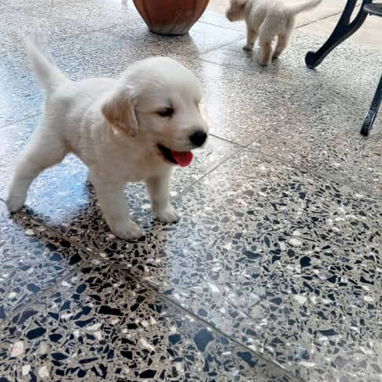Cachorros hermosos.dalmata.pastor belga malinoe.husky.golden retr.pastor suizo.salchicha.labrador.yorky.bulldog frances. - Img 124526009