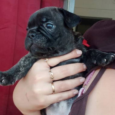 Bellos cachorros de bulldog francés - 2/5