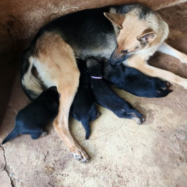 En venta cachorros machos de pastor alemán - 3/5