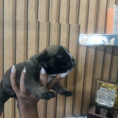 CACHORROS AMERICAN BULLY POCKET - 2/7
