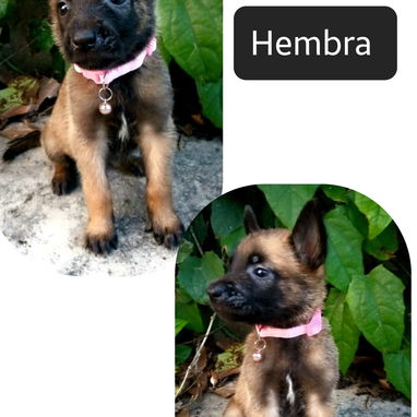 PASTOR BELGA MALINOIS - Img 122781724