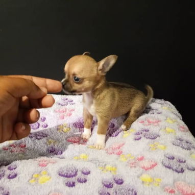 SHIHUAHUAS,macho,en 180 USD o equivalente,TENGO MENSAJERÍA,tiene 38 días y está desparacitado. - 2/7