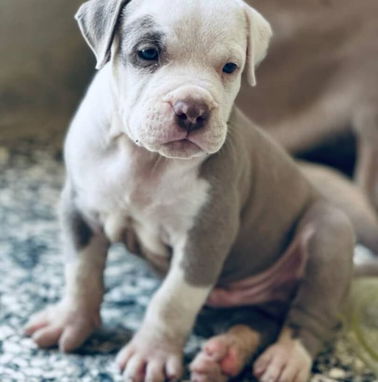 💜 🐾 Cachorros  American Bully Pocket, Pitbull, Pequinés, Labrador Shih Tzu Beagle, Pug, Chihuahua. BETTY MASCOTAS🐾 💜 - Img 99414518