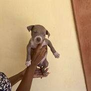 Pitbull - Img 56236179