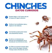 FUMIGACIÓN:**¡Eliminamos las plagas por ti!** 🐜🚫 - Img 50614613