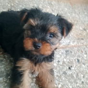 YORKY,macho,en 250 USD o equivalente en moneda nacional,TENGO MENSAJERÍA,tiene 53 días y está desparacitado - Img 57133066