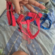 Collares para perros medianos-pekeño - Img 54303684