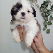 SHIH TZU,ambos sexos,en 250 USD o equivalente(ACEPTO TRANSFERENCIA)TENGO MENSAJERÍA,tienen 35 días y están desparacitado - Img 55566560
