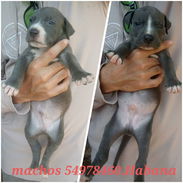 Cachorros Pitbull azules 160 usd - Img 56022480
