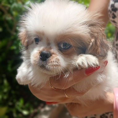 🐶✨ Venta de Cachorros (shih tzu) ✨🐶 - Img 126047483