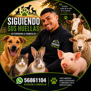 Veterinario a domicilio de cerdos, ganado porcino, lechones. - Img 57571801