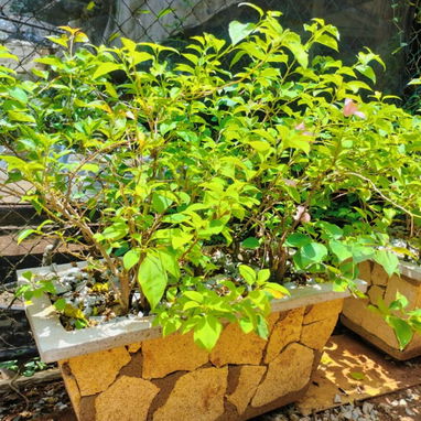 Transforma tu hogar o negocio en un espacio lleno de vida y color con nuestros servicios de jardinería profesional. Ofre - Img 125534413