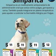 Simparica Clásica todos los pesos - Img 53935363