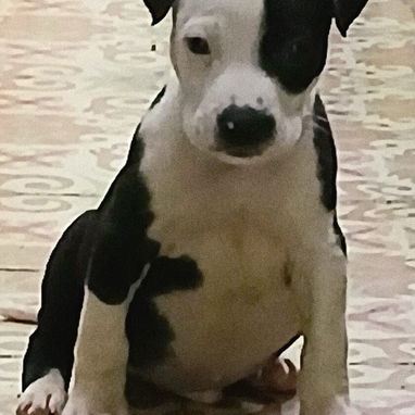 PITBULL,ambos sexos,en 150 USD o equivalente en moneda nacional,TENGO MENSAJERÍA,tienen 50 días y están desparacitados - 3/5
