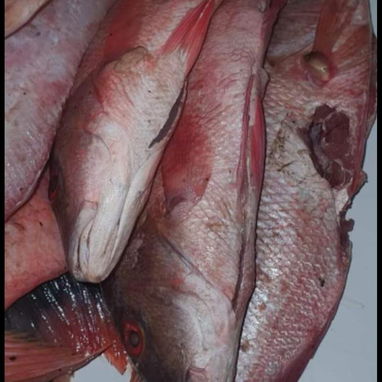 Mariscos y Pescados - Img 122143095