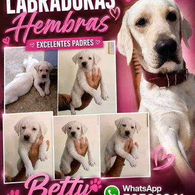 🐶 BETTY MASCOTAS 🐾 Cachorros disponibles 🐾 WHAT'SAPP 52506841 🐶 - Img 124715441
